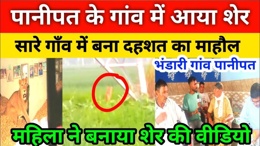 Panipat News:पानीपत में शेर: भंडारी गांव में दहशत का बड़ा खुलासा!